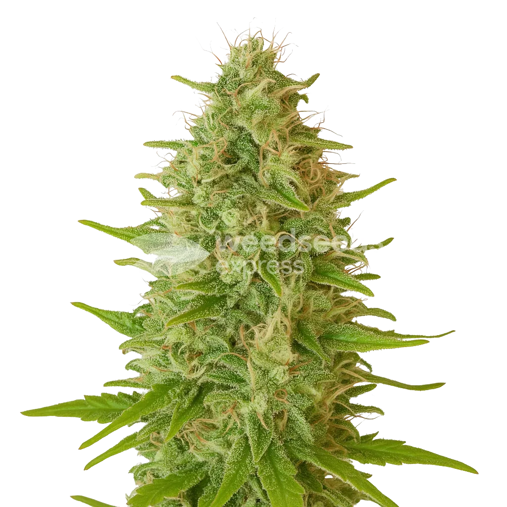 Plante de Critical Jack Auto