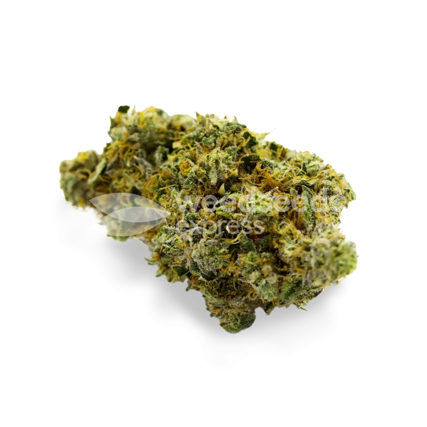 Critical Jack bud