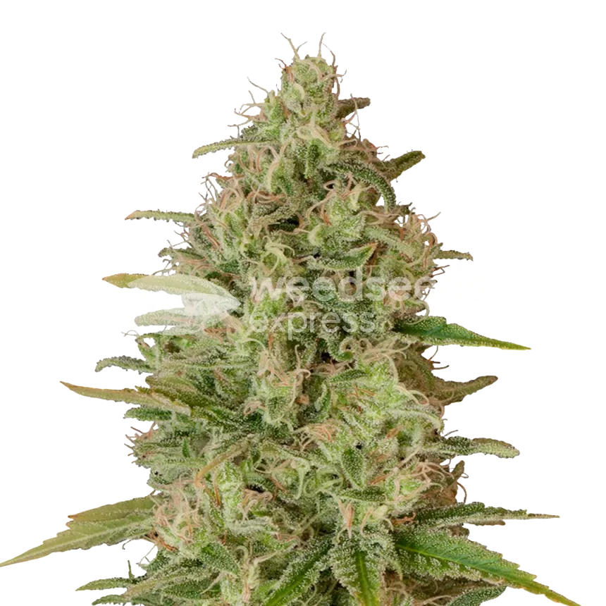 Critical Jack plant