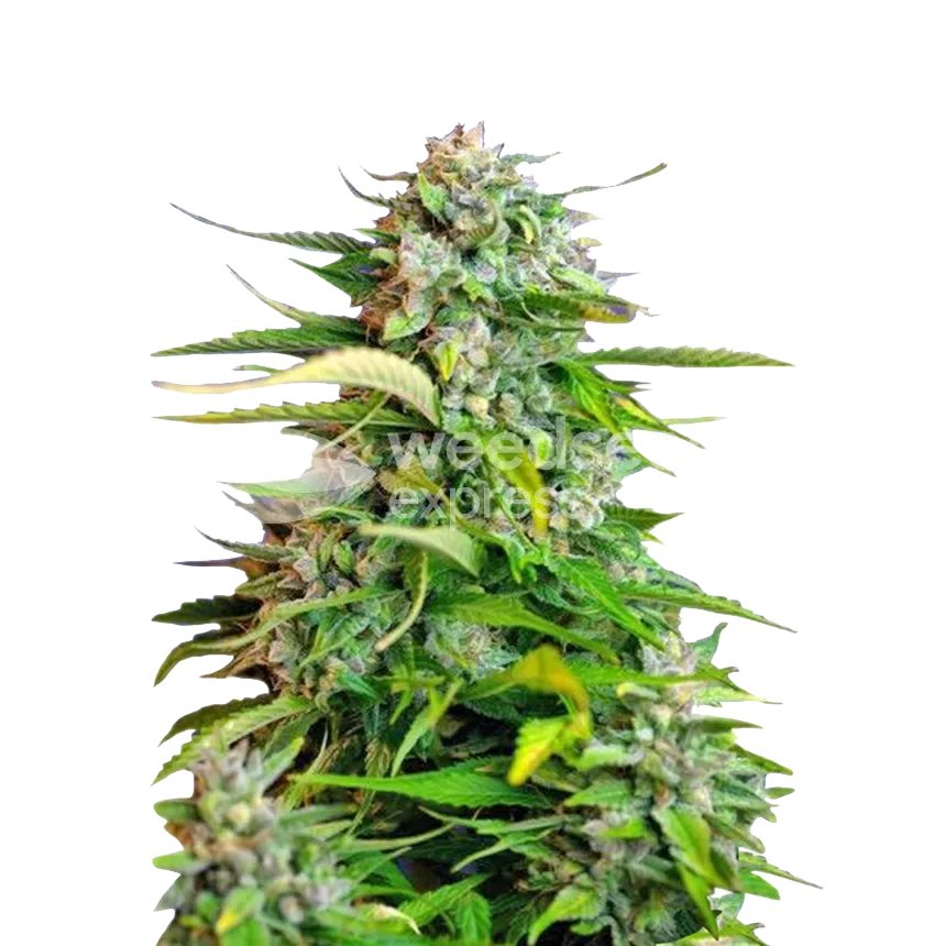Critical plant