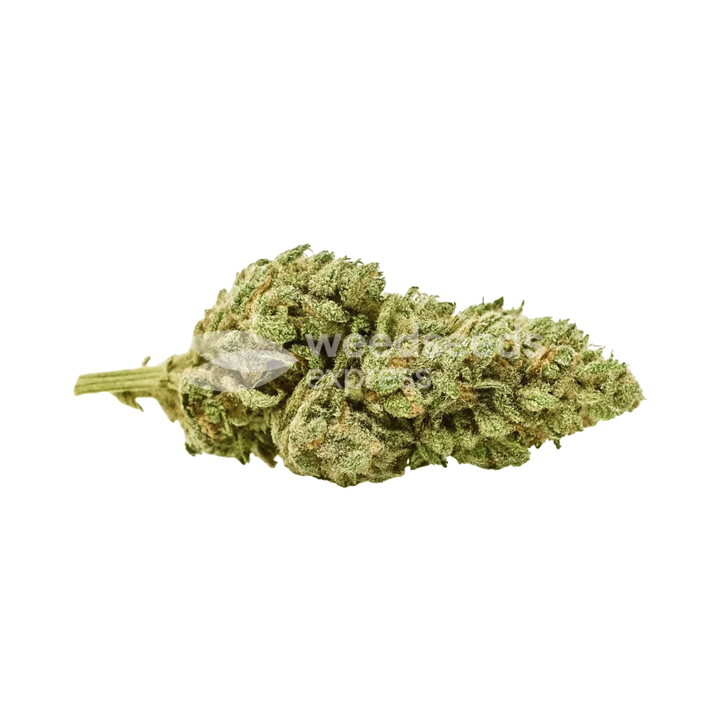 Bud de Critical Purple Auto