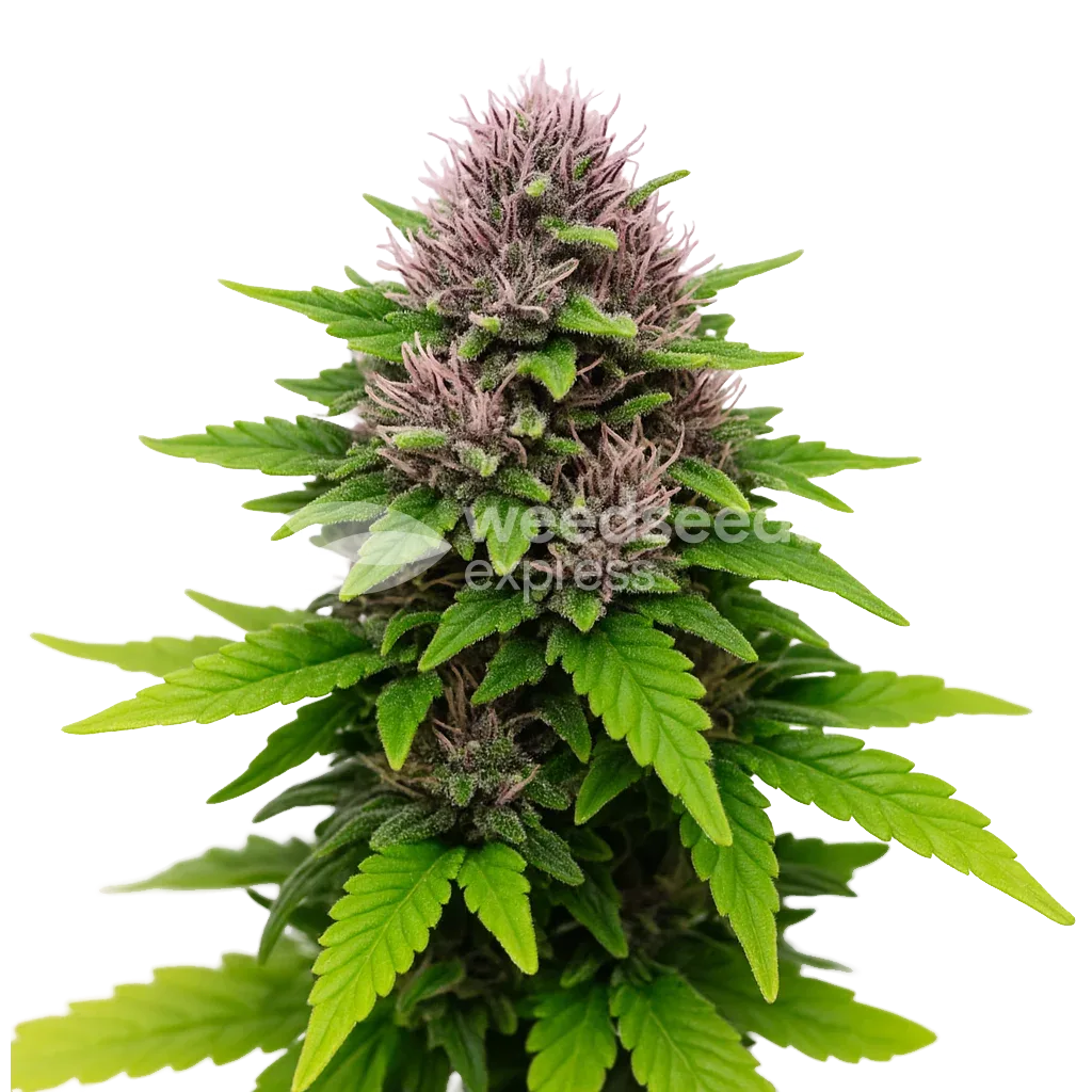 Plante de Critical Purple Auto