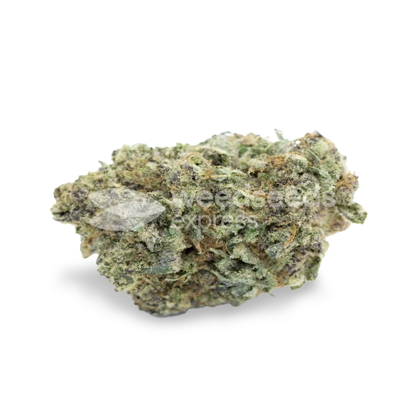 Critical White bud