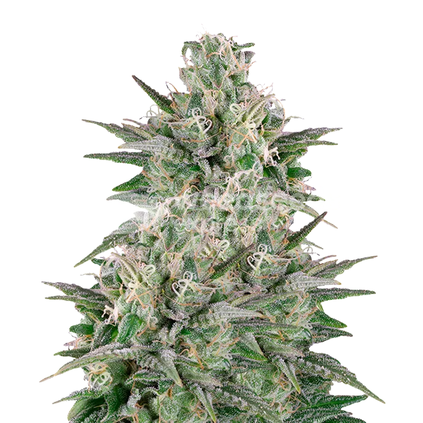 Critical White plant