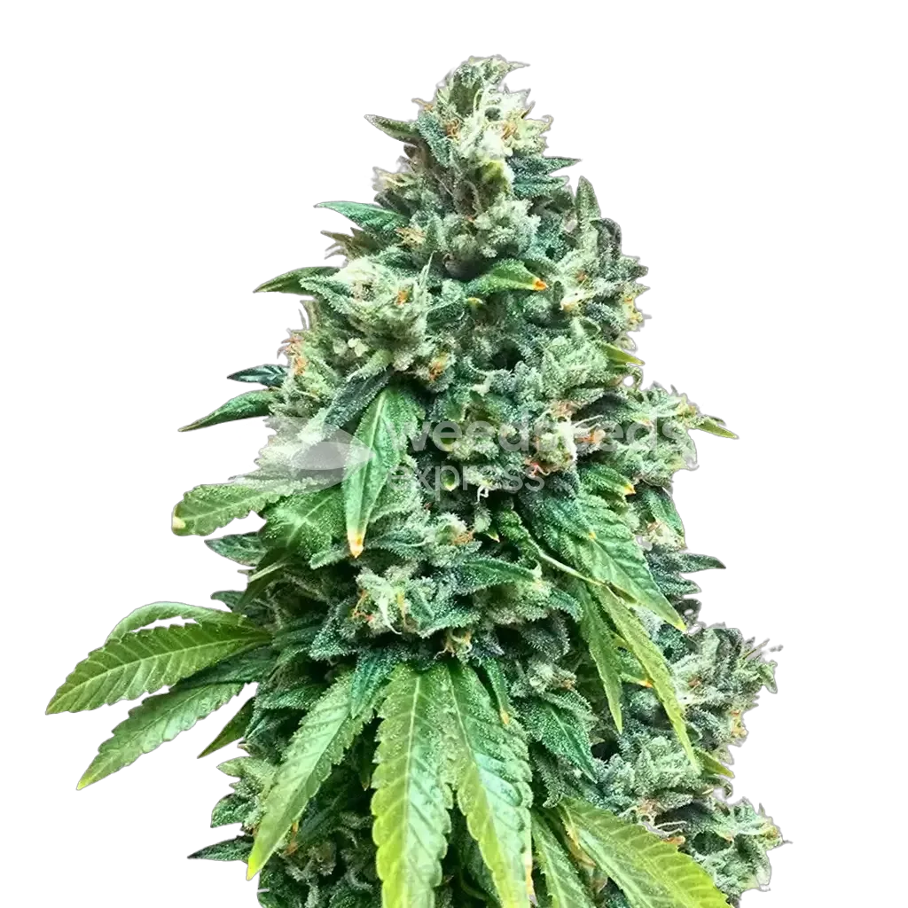Crunch Berries Plante