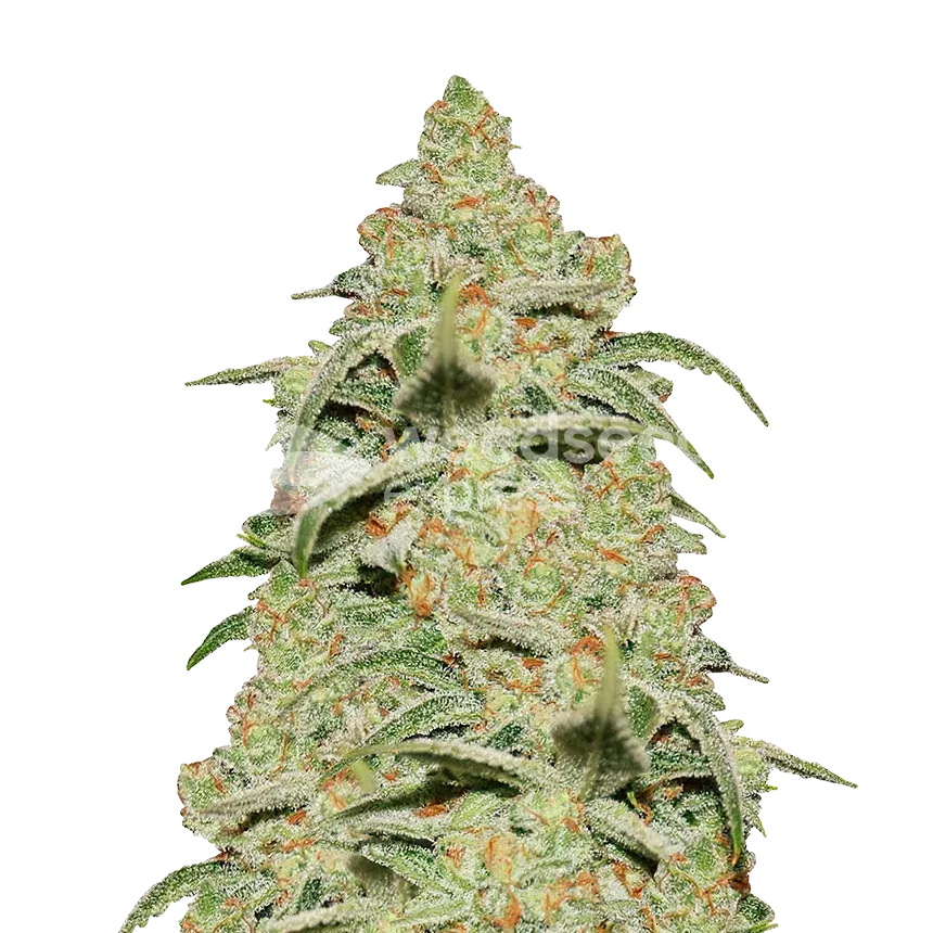 Crystal Plant