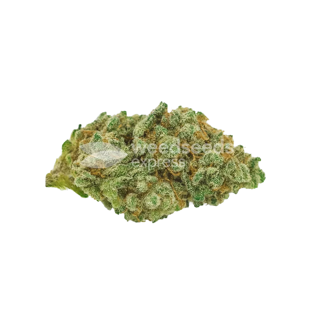 Bud de Diesel Auto