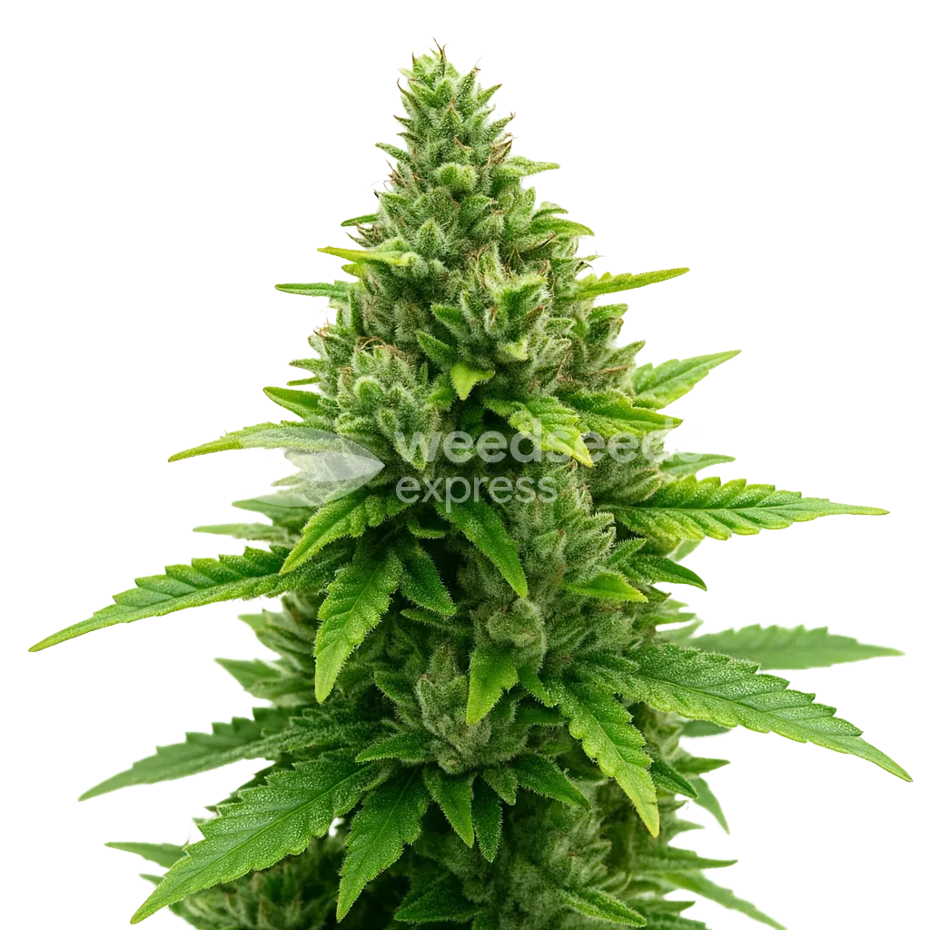 Plante de Diesel Auto