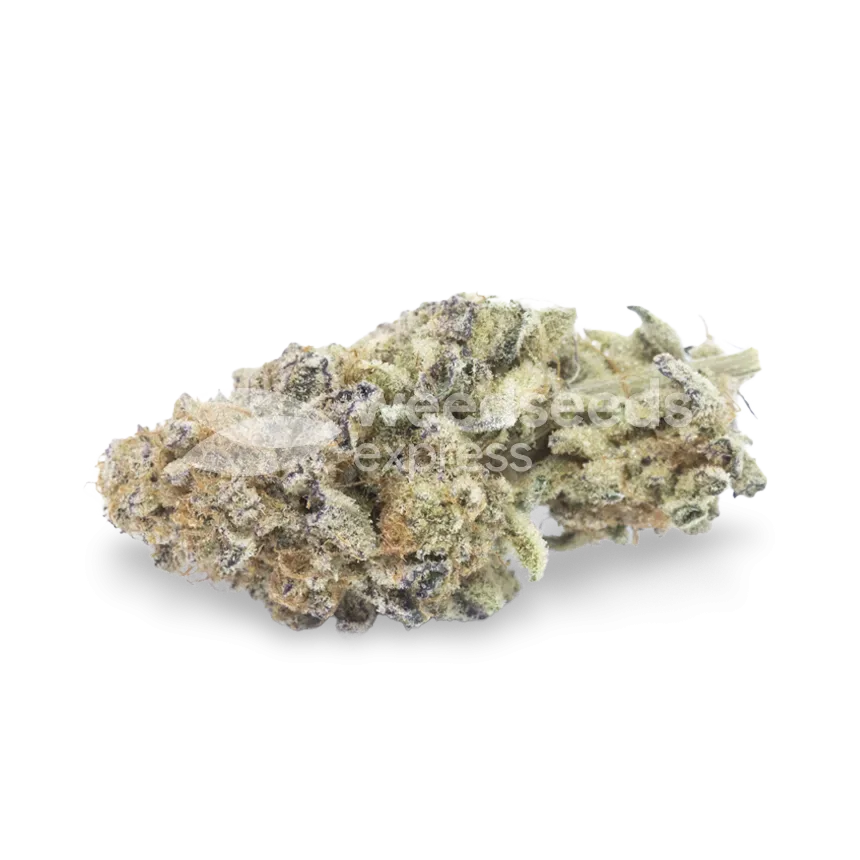 do-si-dos bud