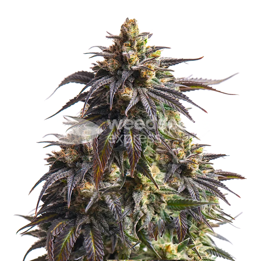 do-si-dos plant