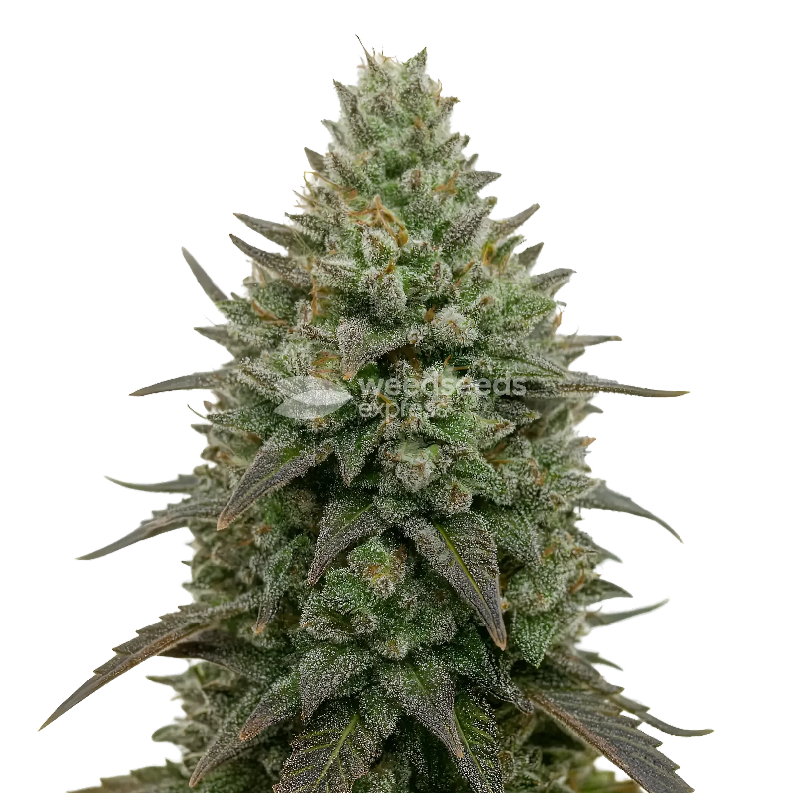 Plante de cannabis Donny Burger
