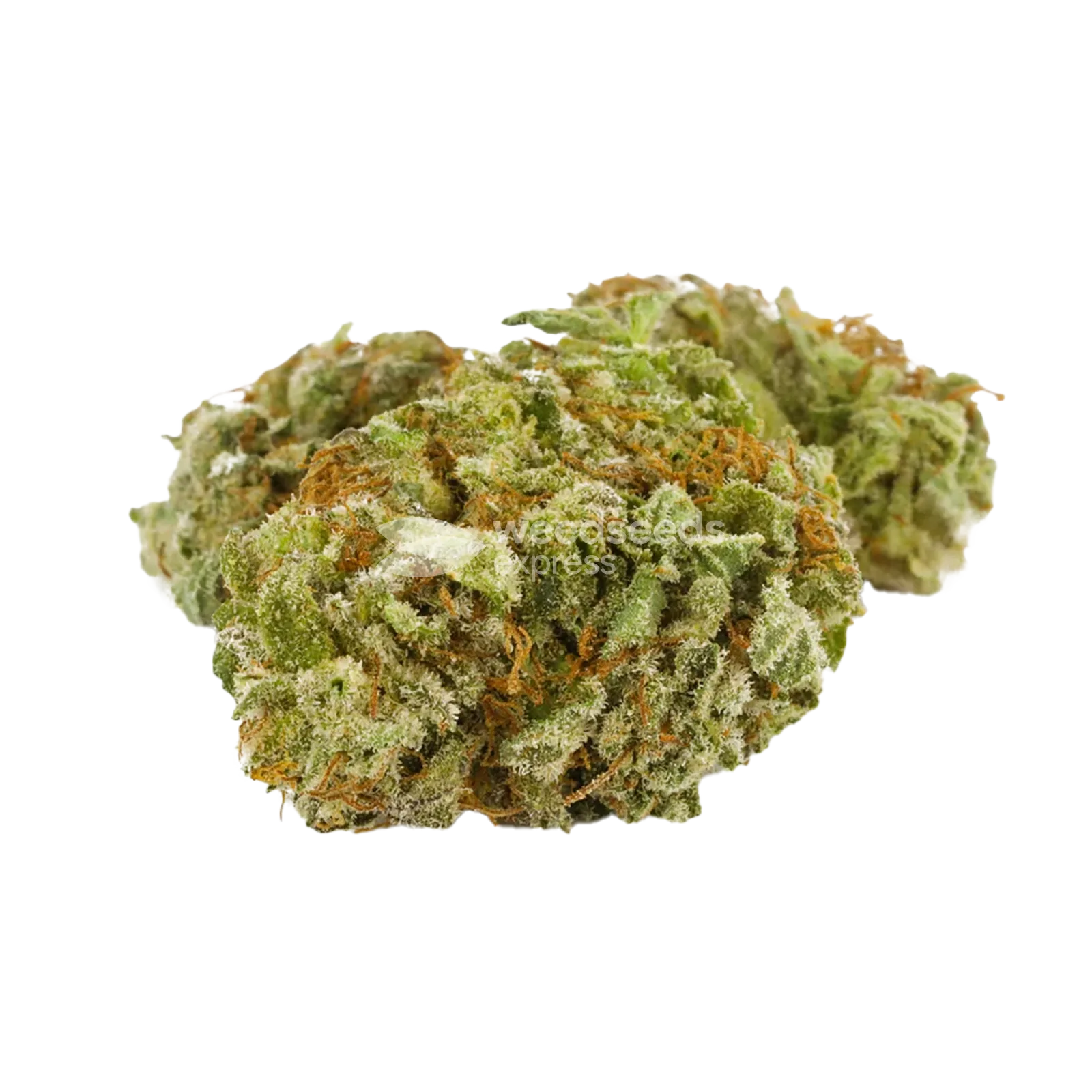 Tête de cannabis Doug's Varin