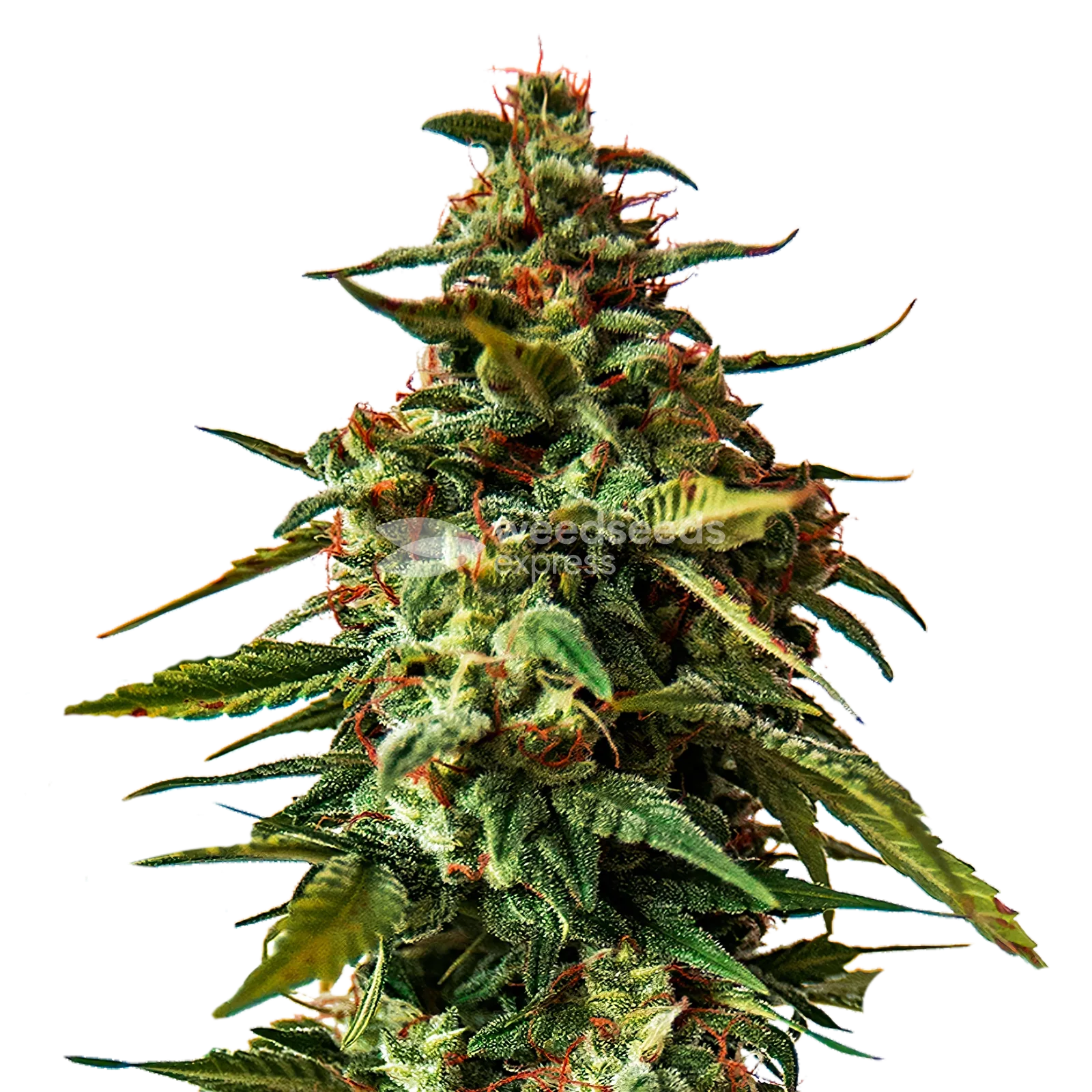 Plante de cannabisDoug's Varin