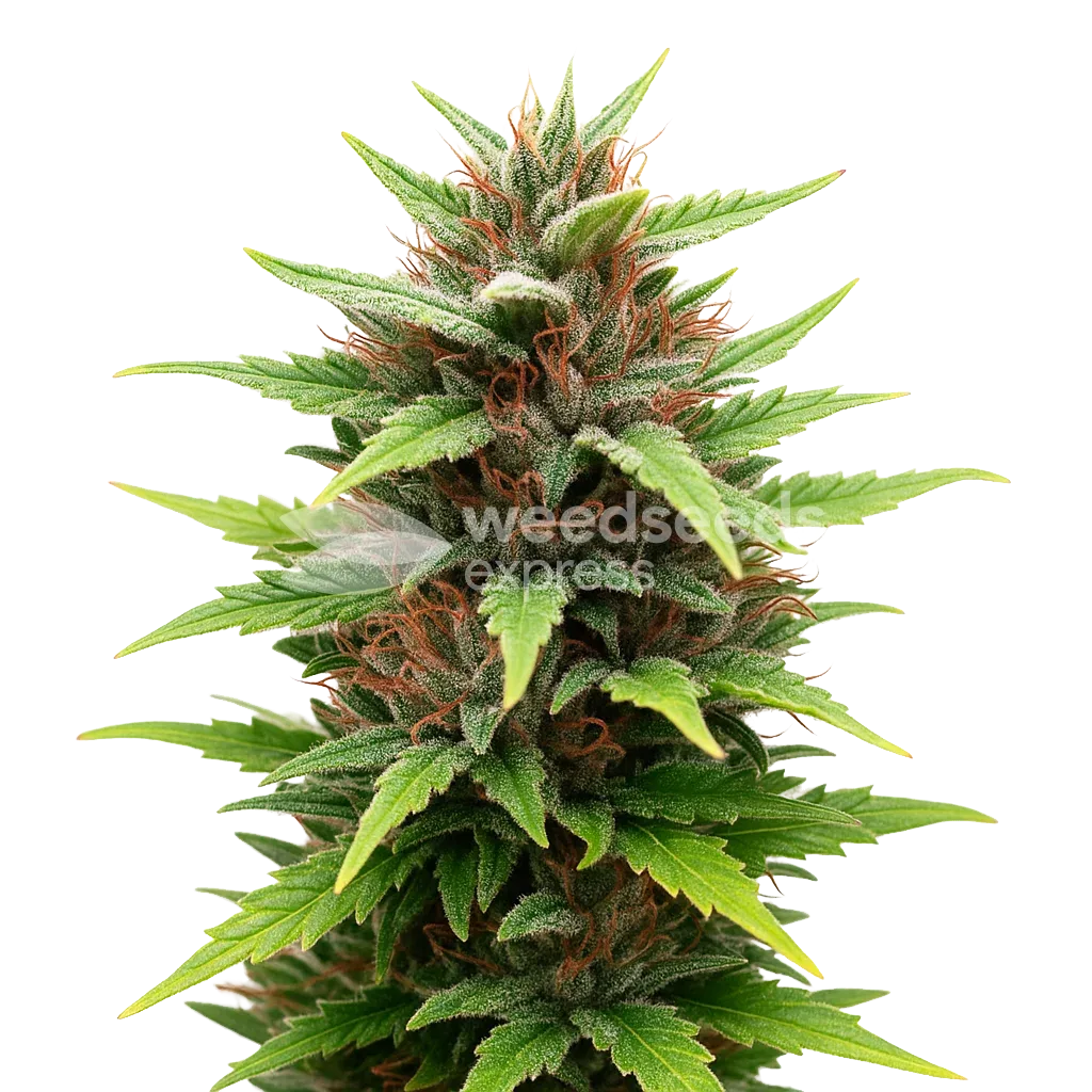 Plante de Durban Poison Auto