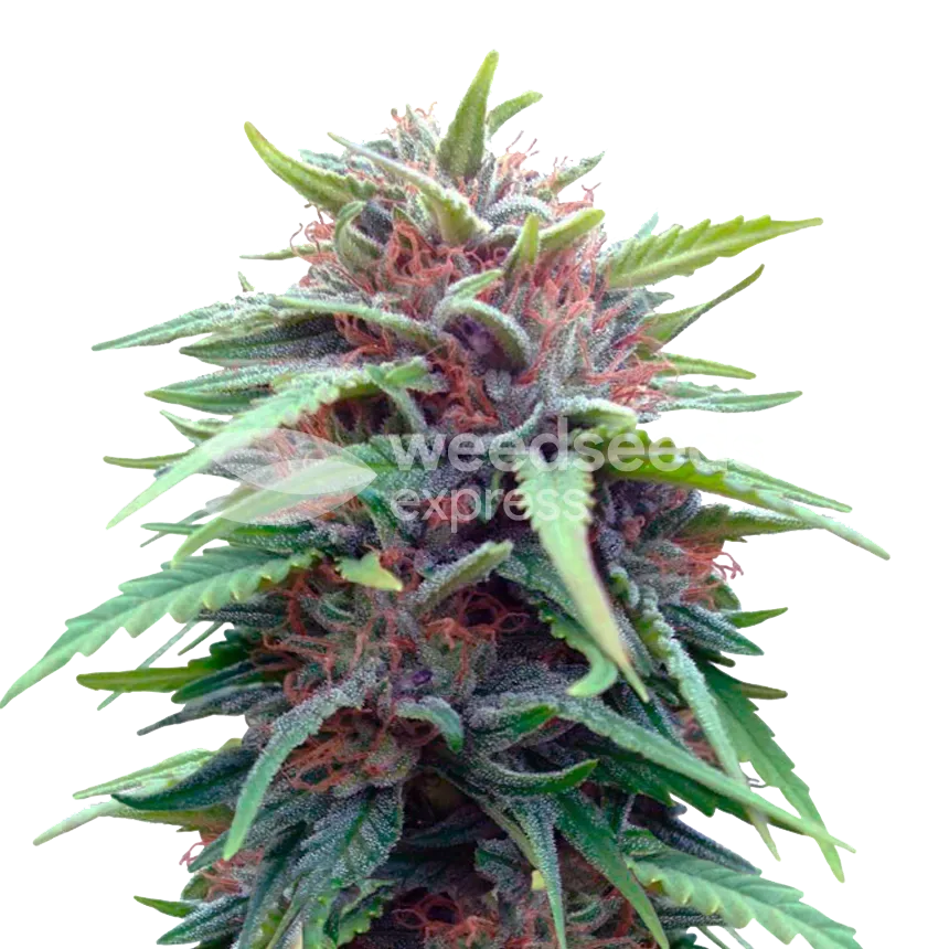 Plante de cannabis Durban Poison