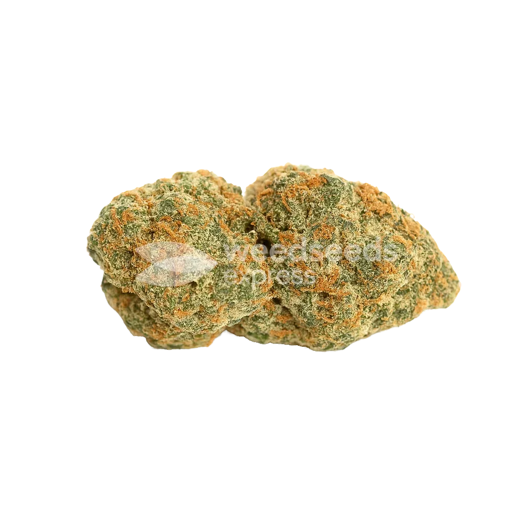 Bud de Fat Bastard Auto