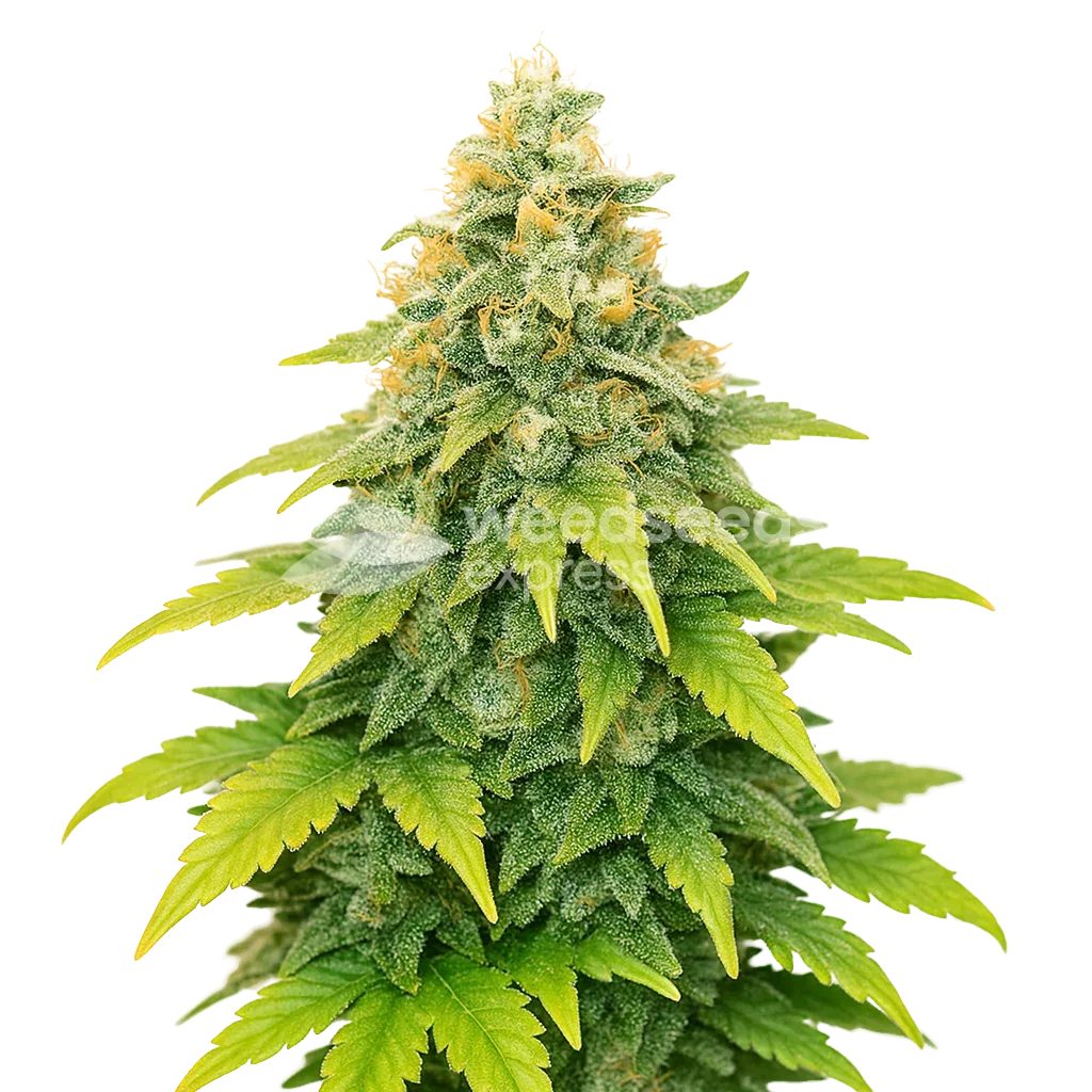 Plante de Fat Bastard Auto