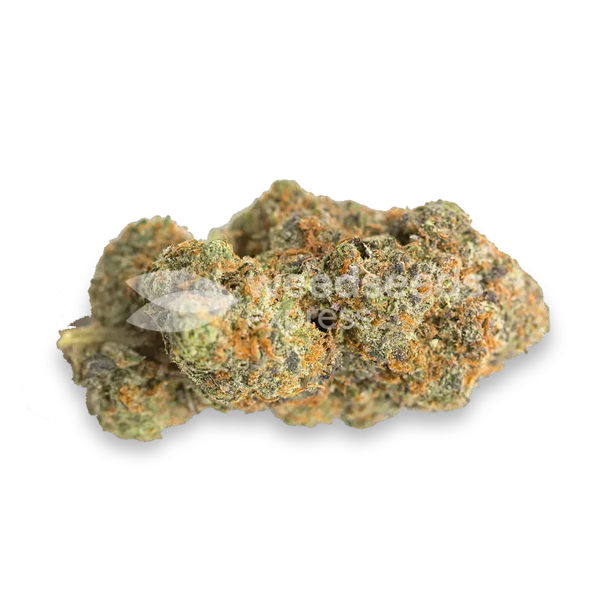 Fat Bastard bud