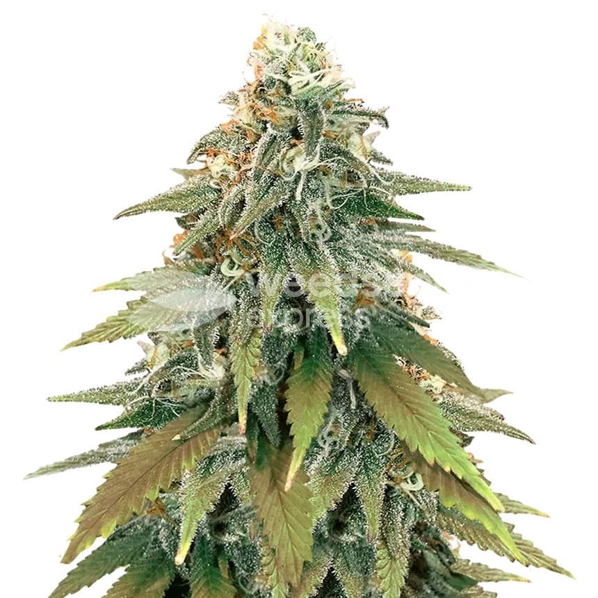 Fat Bastard plante