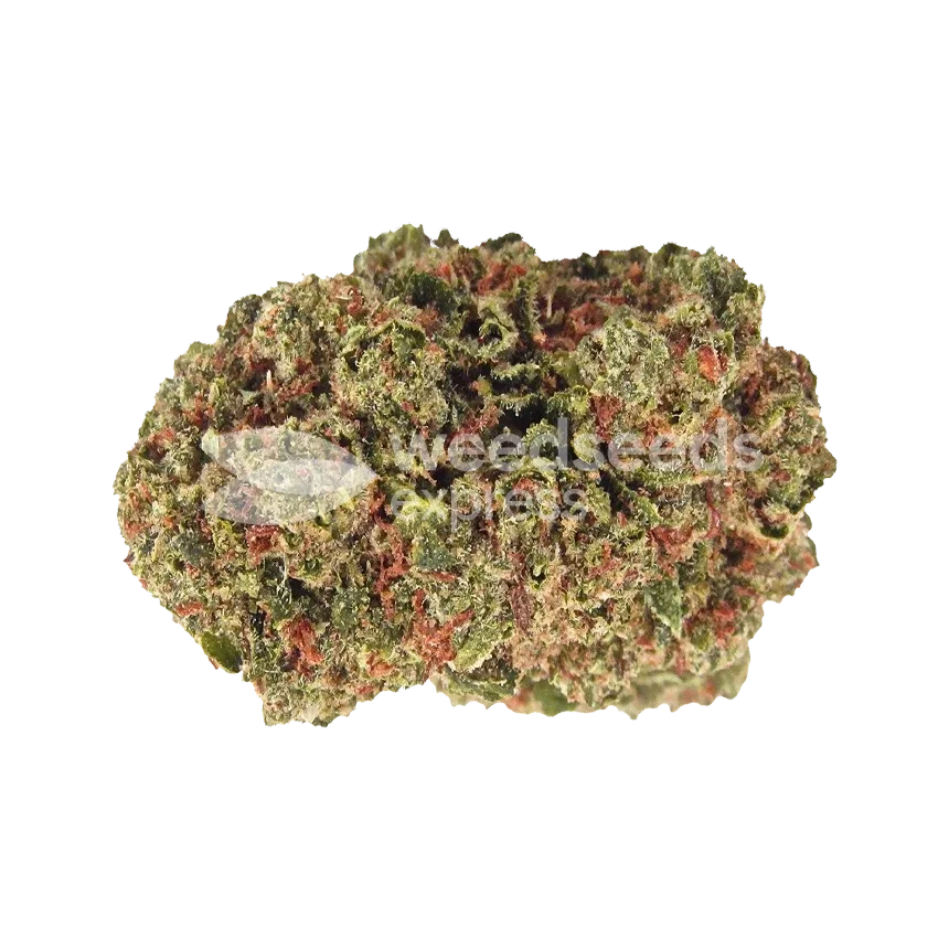 Fire OG Bud