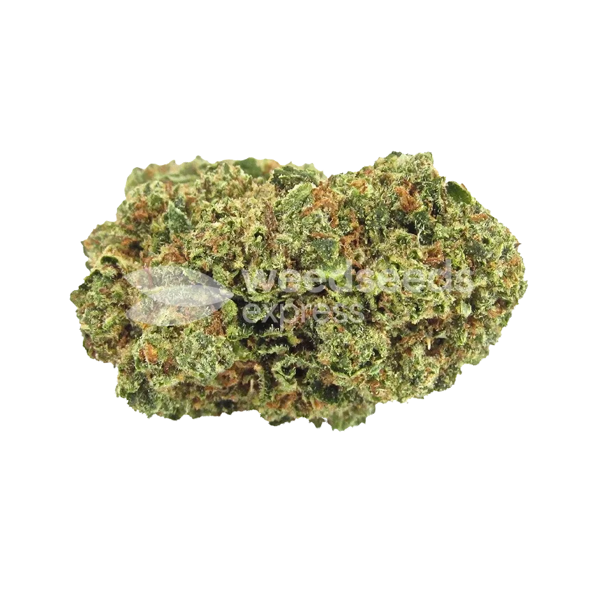 Forbidden Fruit Bud