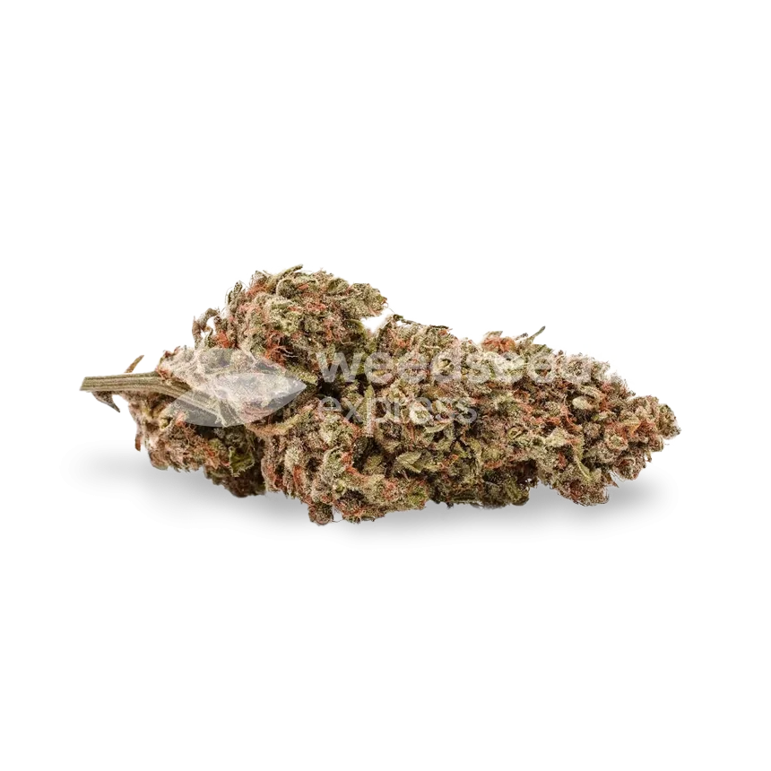 G13 bud