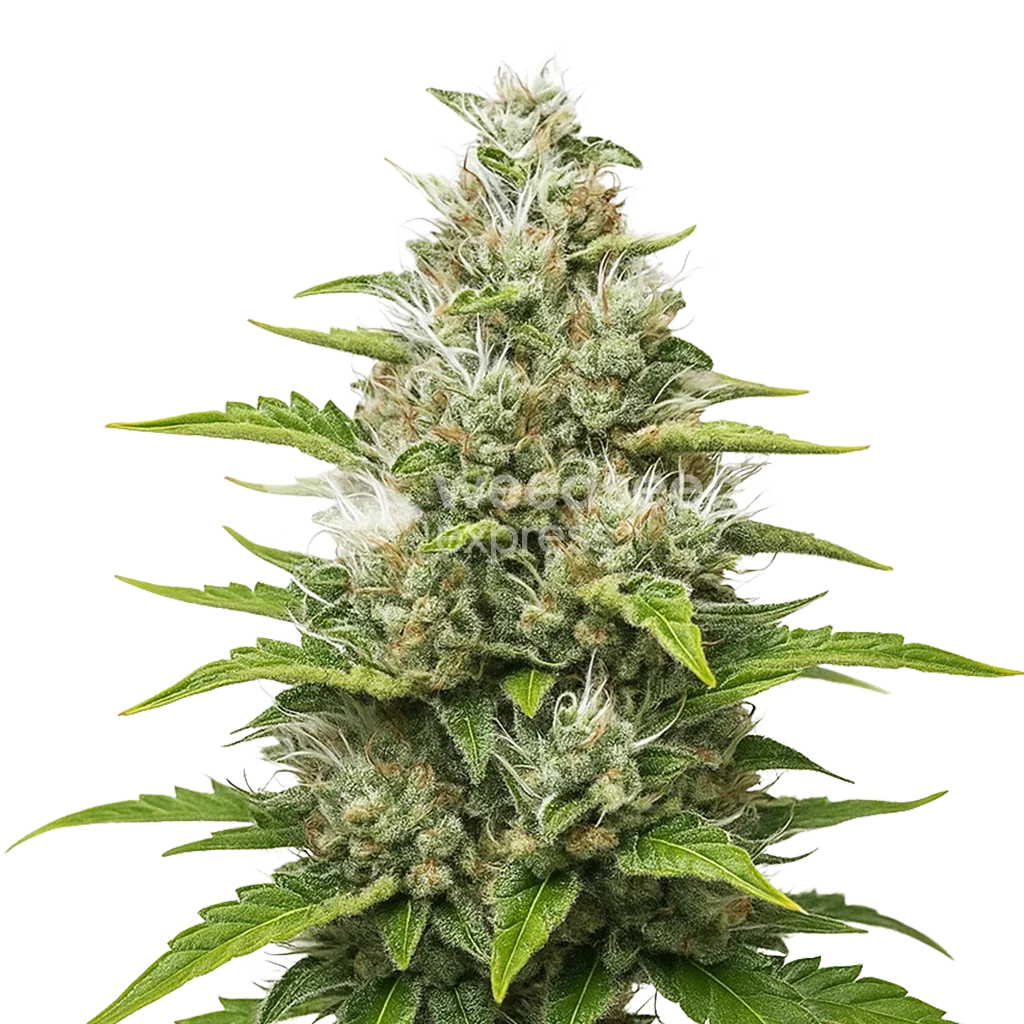 Plante de Future #1 Auto