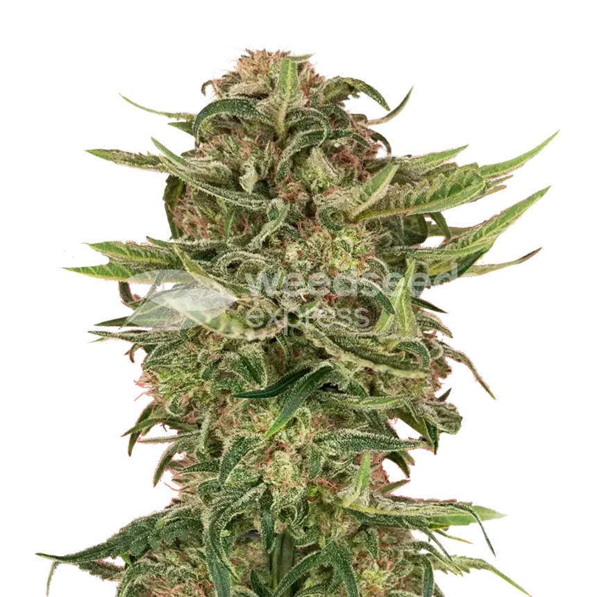 G13 plant