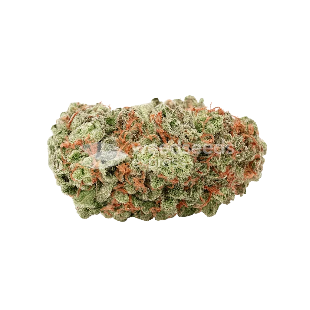 Bud de G13 Auto
