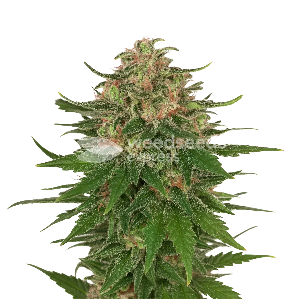 Plante de G13 Auto