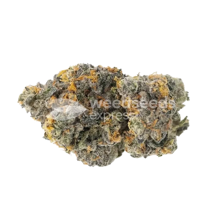 Gary Payton Bud