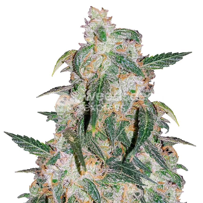 Gary Payton Plant