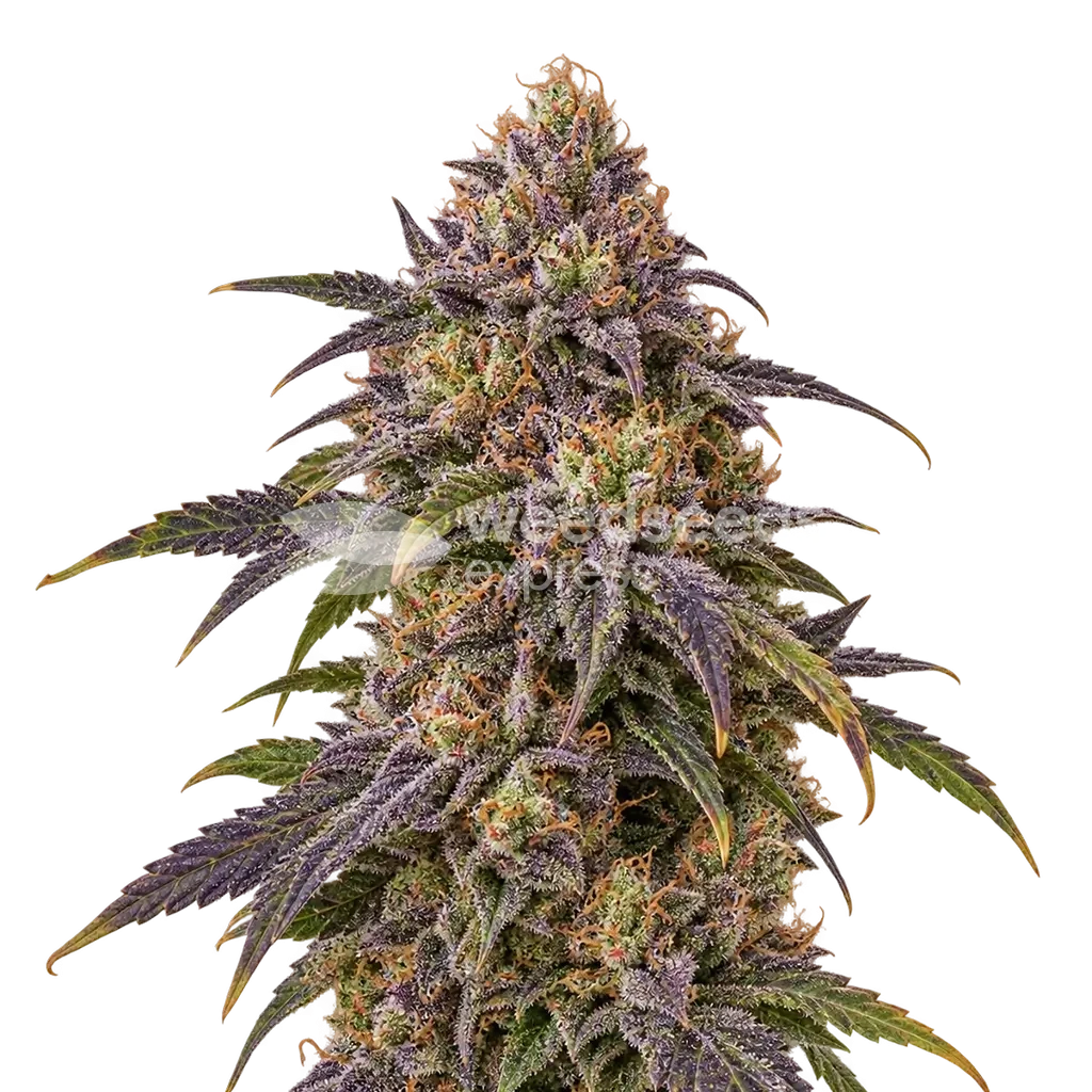 Granddaddy Purple x Bruce Banner Plant