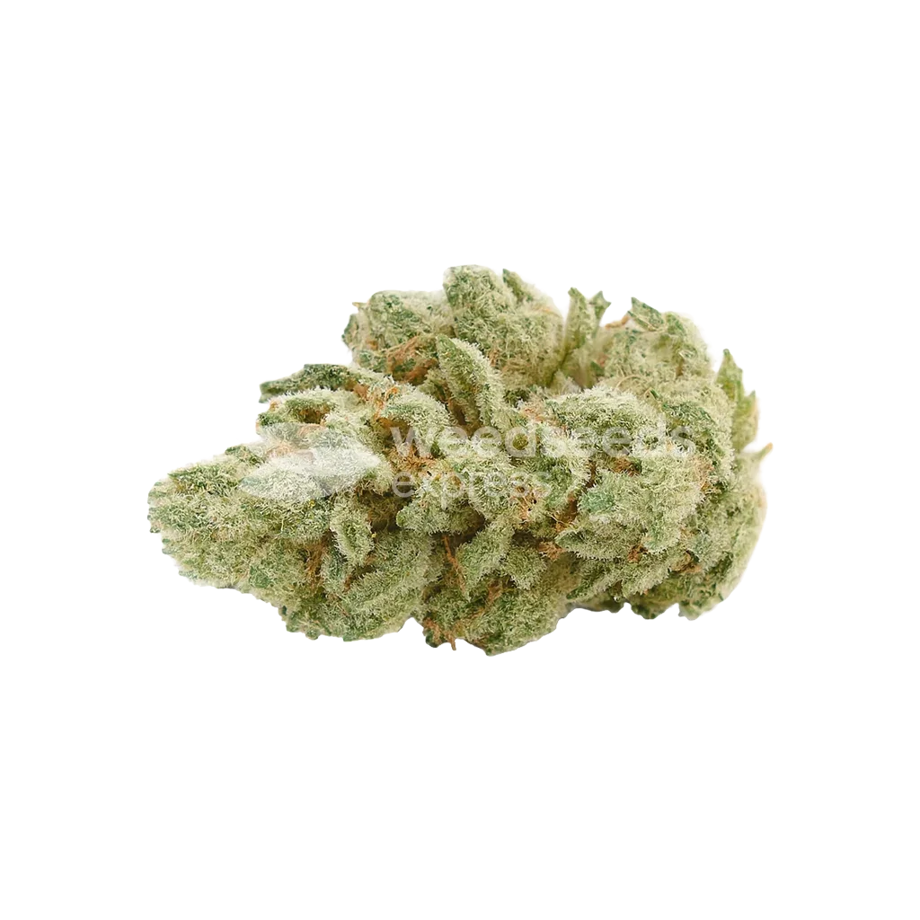Bud de Gelato Auto