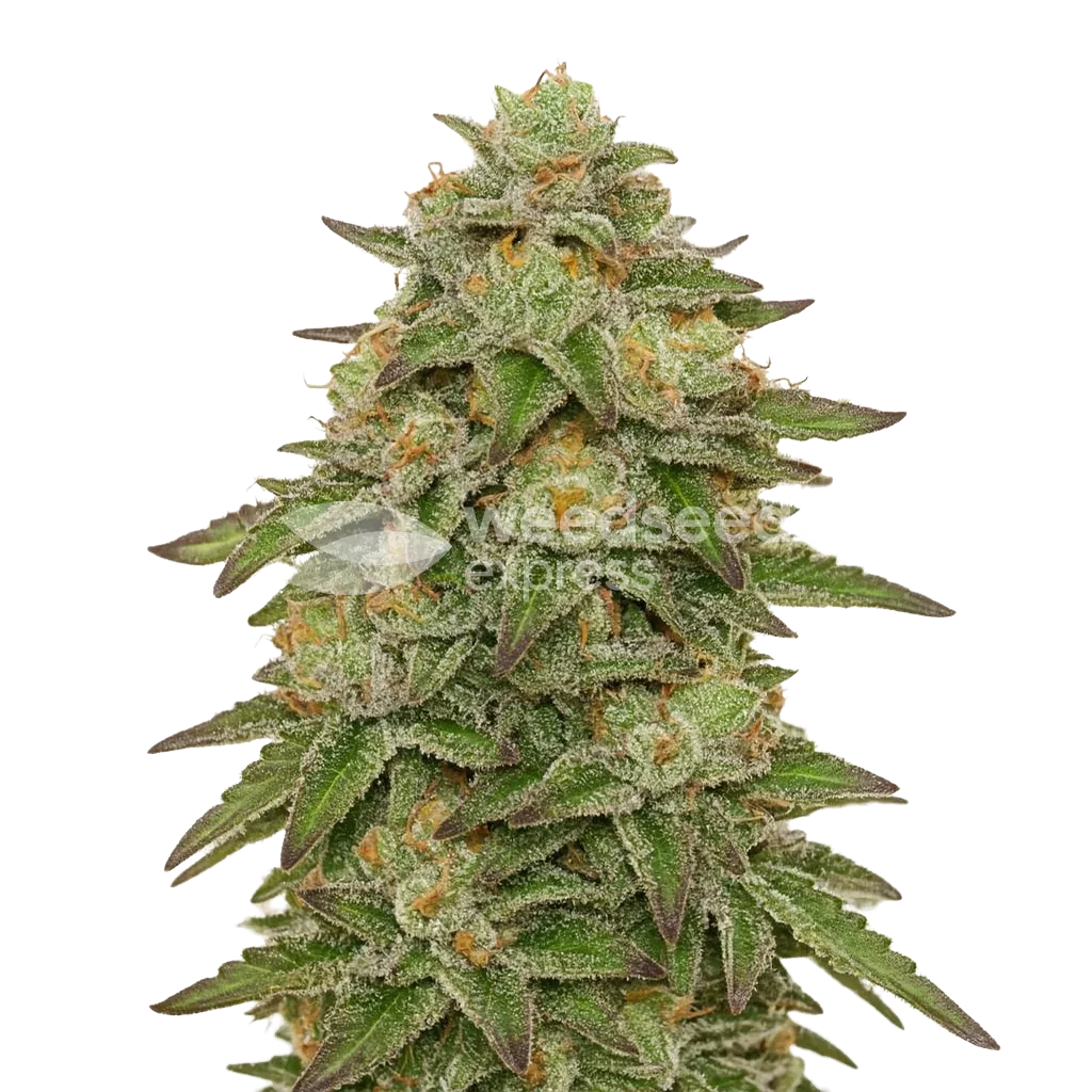 Plante de Gelato Auto