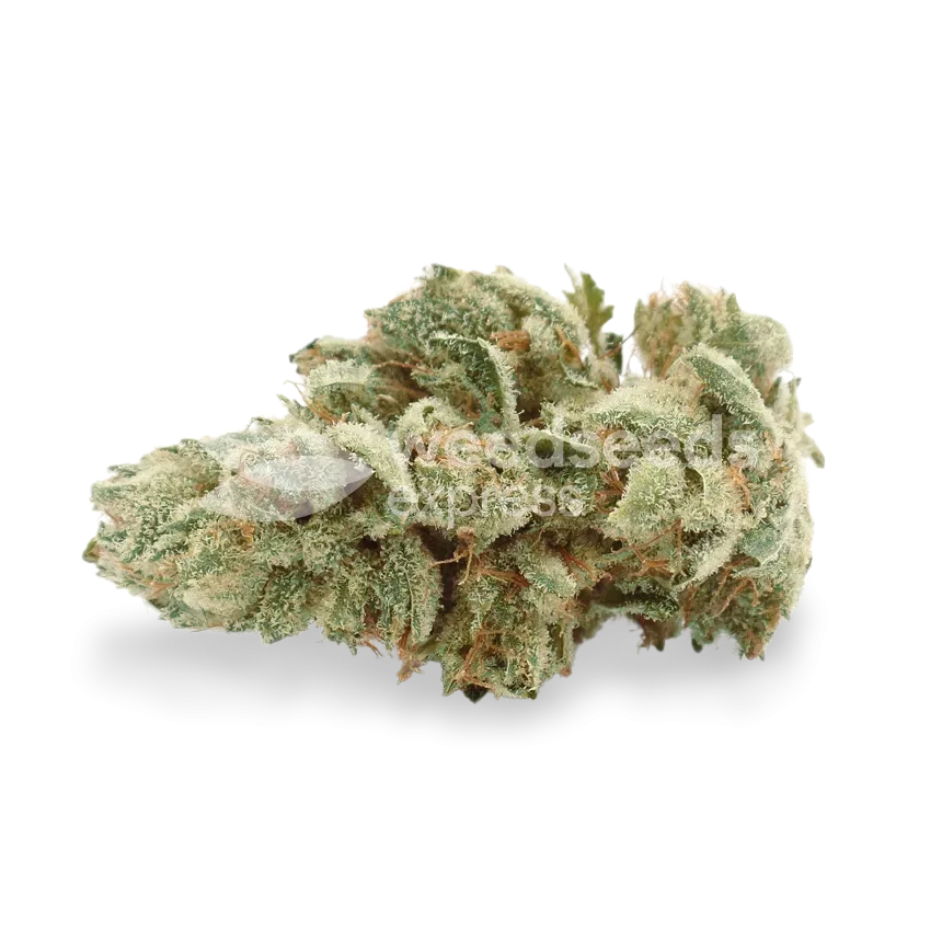 Gelato bud