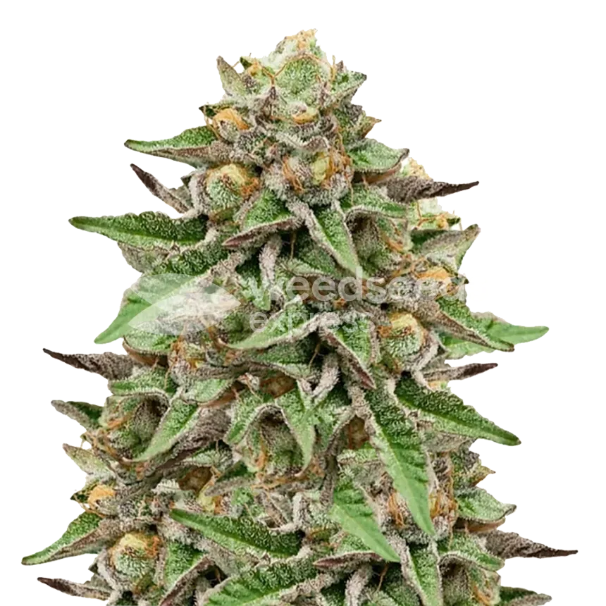Gelato plant