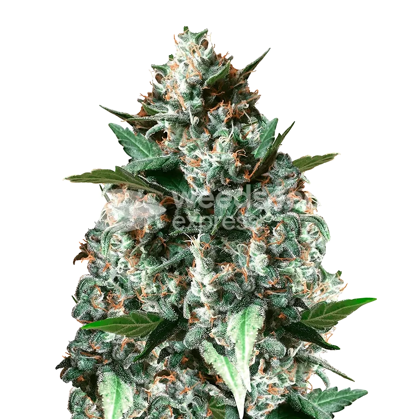 Gelonade Plante