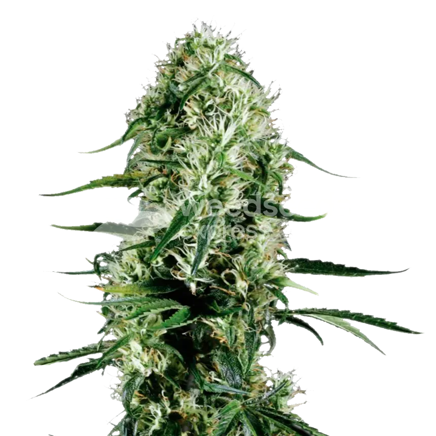 Ghost Train Haze plant