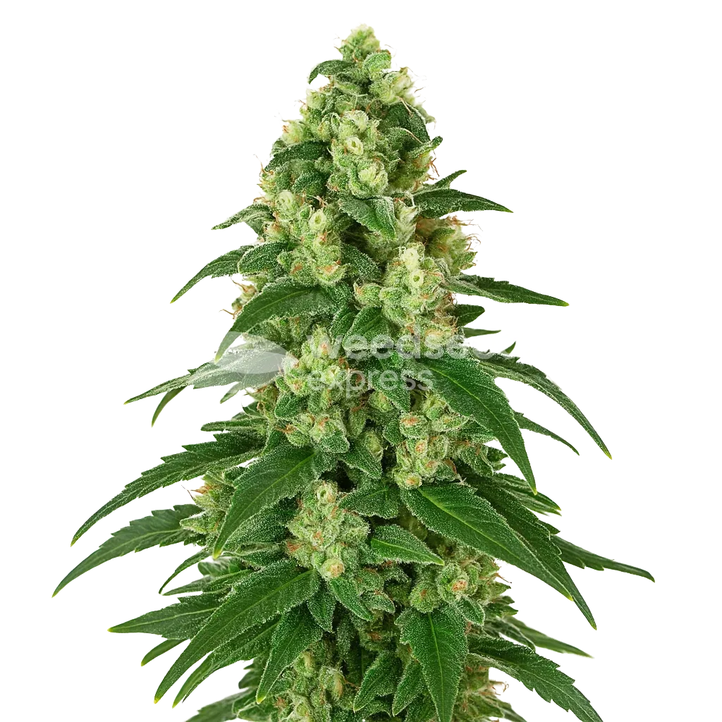 Plante de Girl Scout Cookies Auto