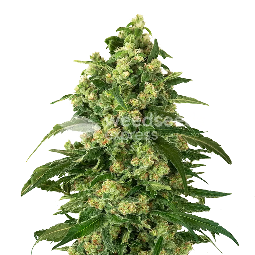Girl Scout Cookies plant