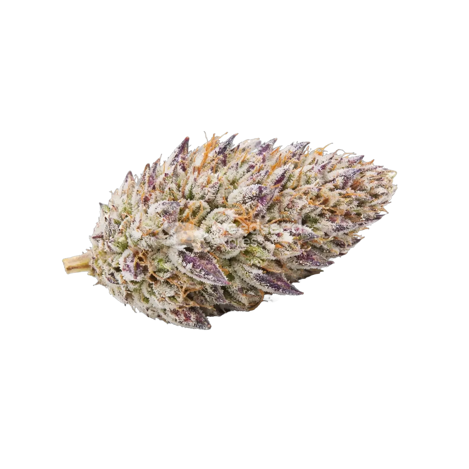 Tête de cannabis Glitter Bomb