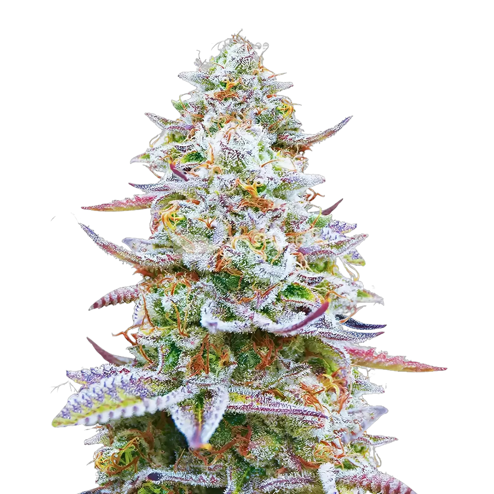 Plante de cannabis Glitter Bomb
