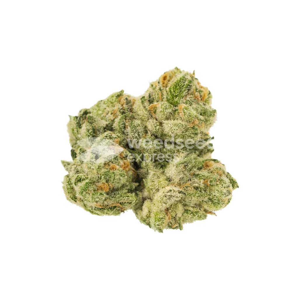 Bud de Glookies Auto