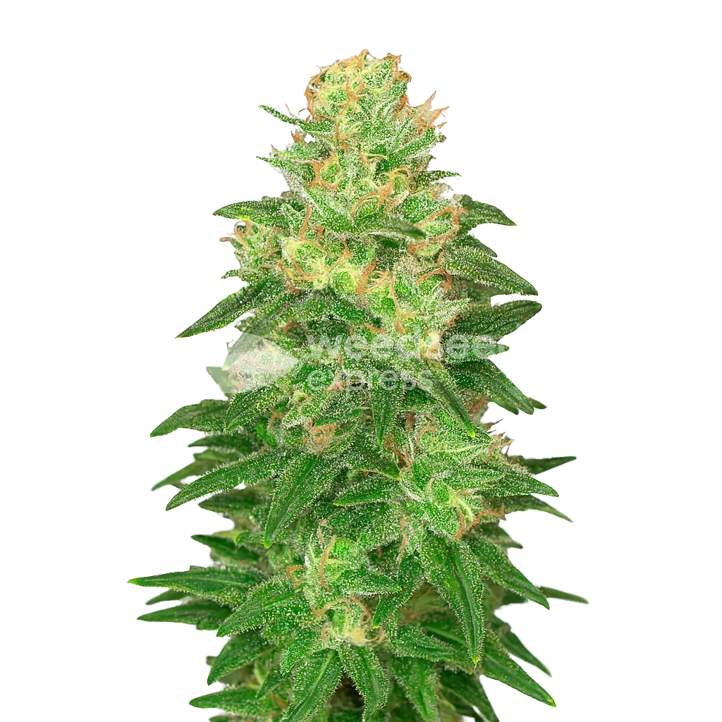 Plante de Glookies Auto