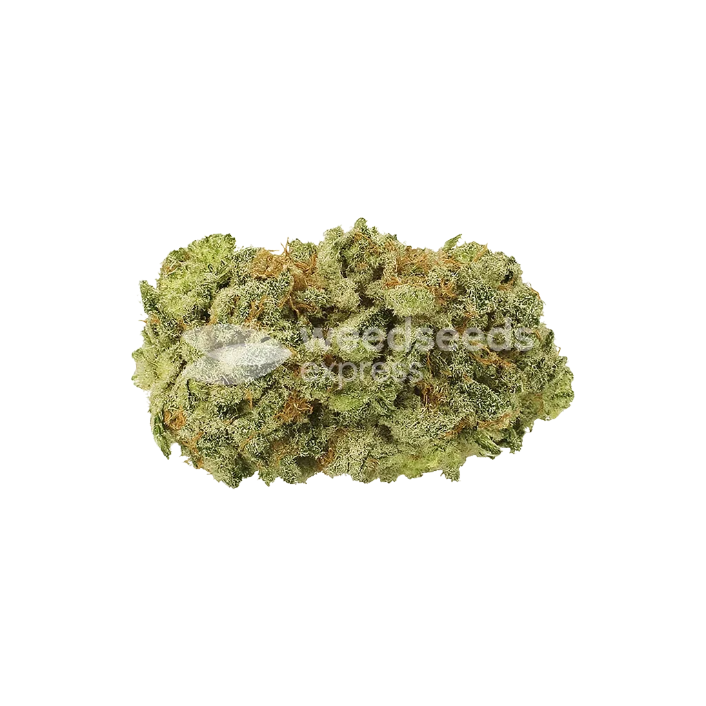 Bud de GMO Cookies Auto