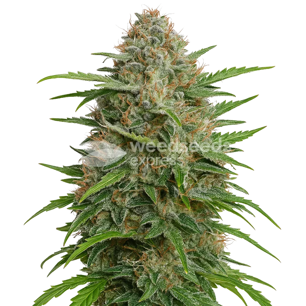 Plante de GMO Cookies Auto