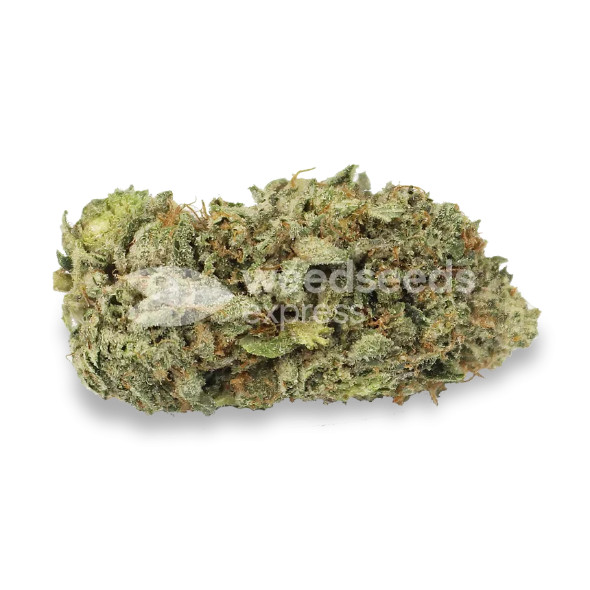 Bud de GMO Cookies