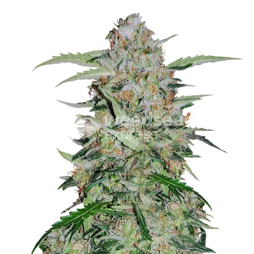 Plante de GMO Cookies