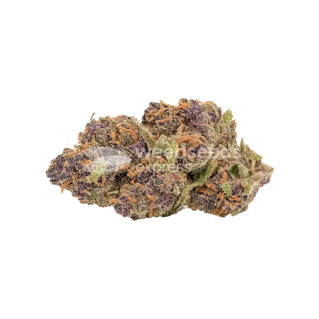 Bud de Godfather OG Auto